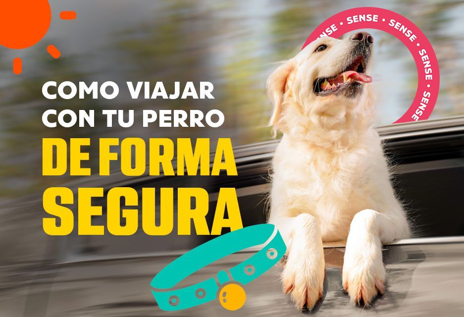 C Mo Viajar Con Tu Perro En Forma Segura Sense Cl